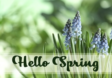 Image of Hello Spring. Beautiful muscari flowers on blurred background