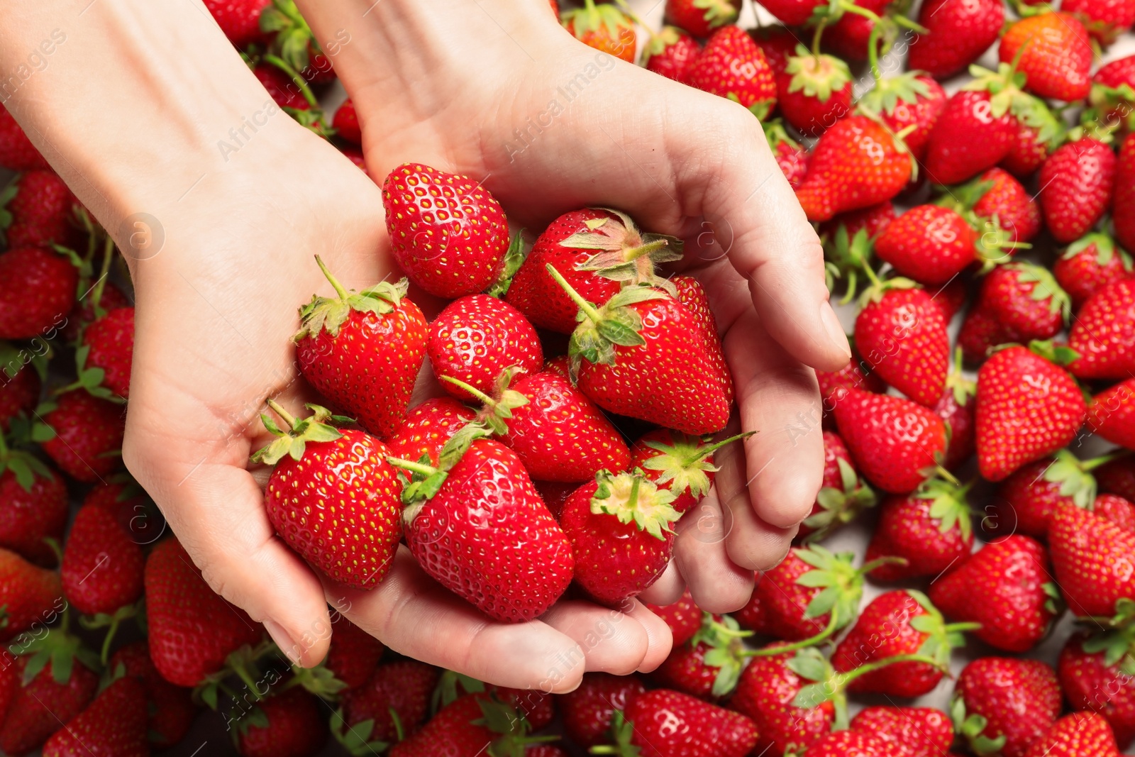 Photo of Young woman holding ripe strawberries, top view