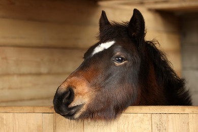 Adorable black horse in wooden stable. Lovely domesticated pet