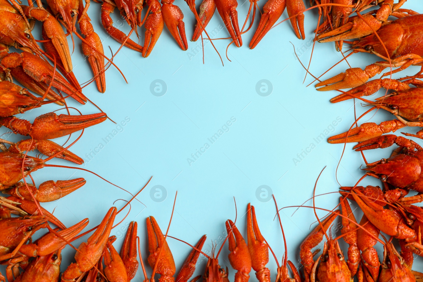 Photo of Frame of delicious boiled crayfishes on light blue background, flat lay. Space for text