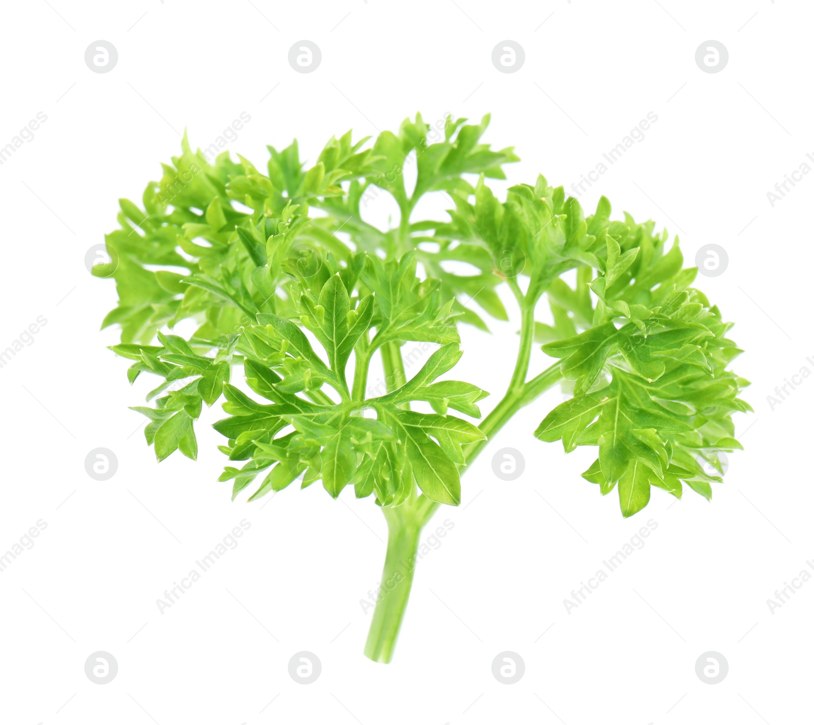 Photo of Fresh green organic parsley on white background