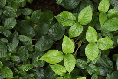 Photo of Beautiful wild plants with wet green leaves as background, top view