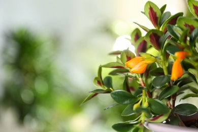 Photo of Beautiful potted Goldfish plant on blurred background, closeup. Space for text