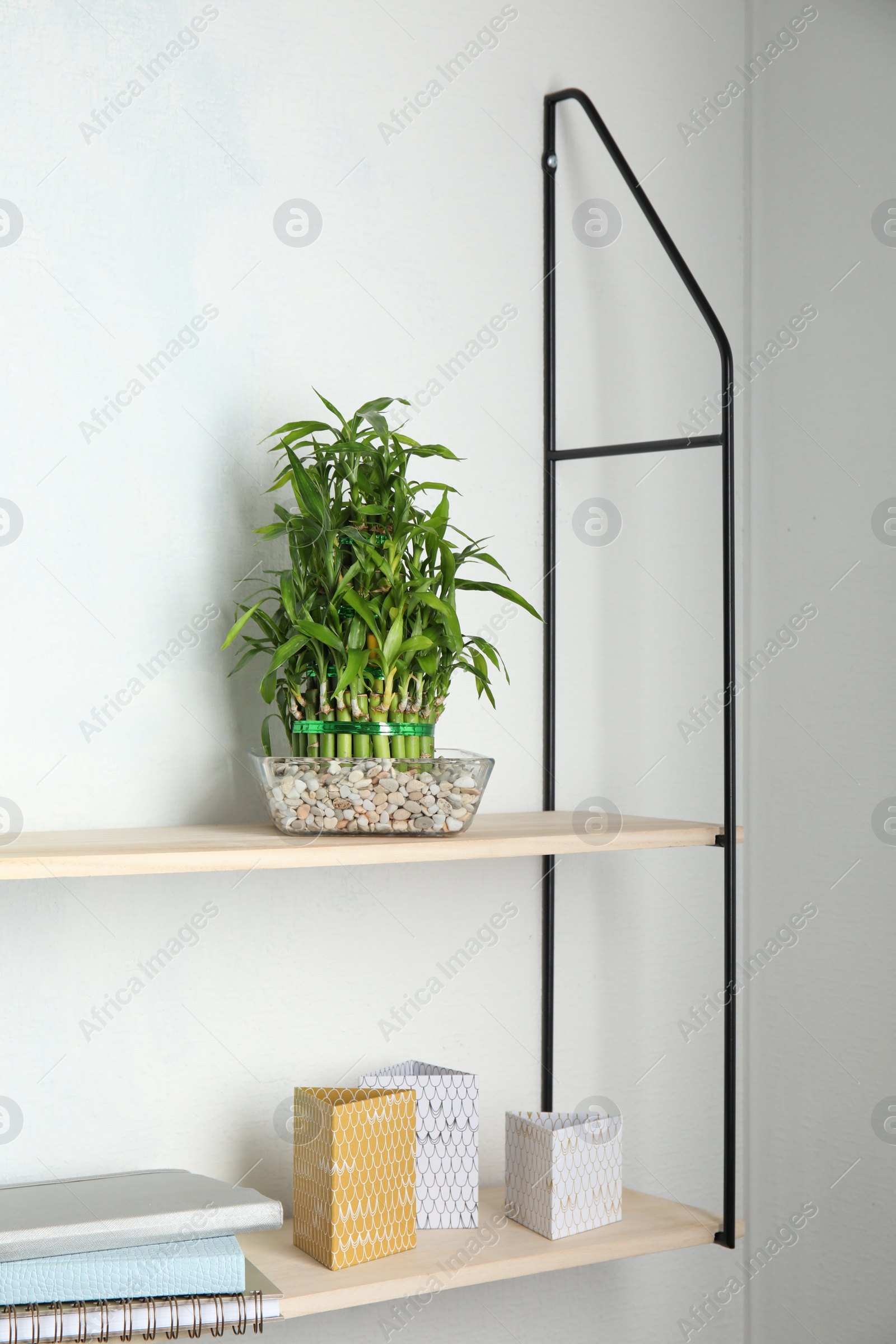 Photo of Shelves with green lucky bamboo in glass bowl and decor on light wall