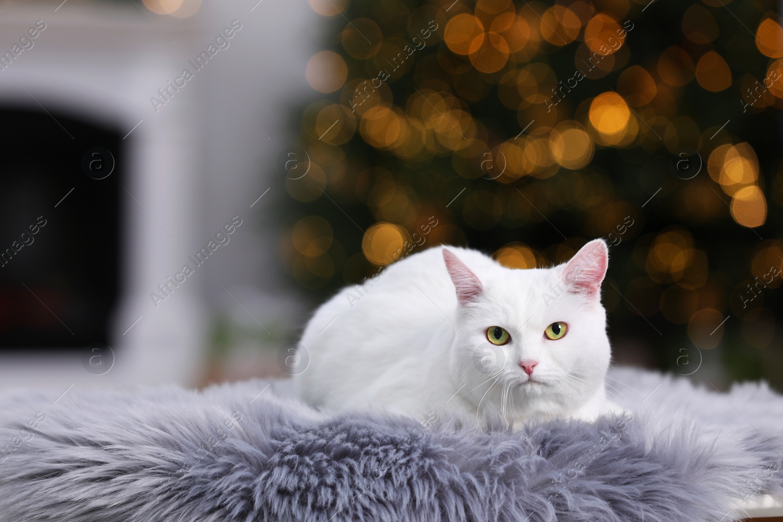 Photo of Christmas atmosphere. Cute cat lying on fur rug in cosy room. Space for text