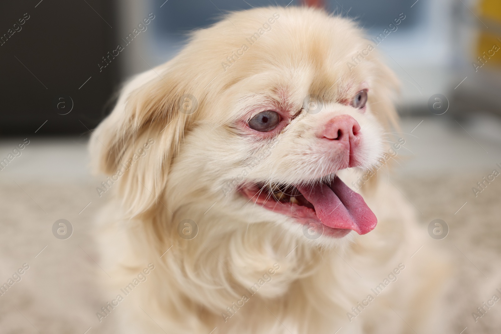 Photo of Cute adorable Pekingese dog at home, closeup