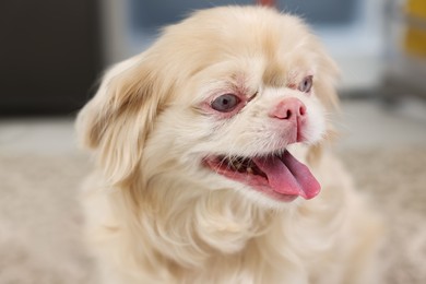 Photo of Cute adorable Pekingese dog at home, closeup