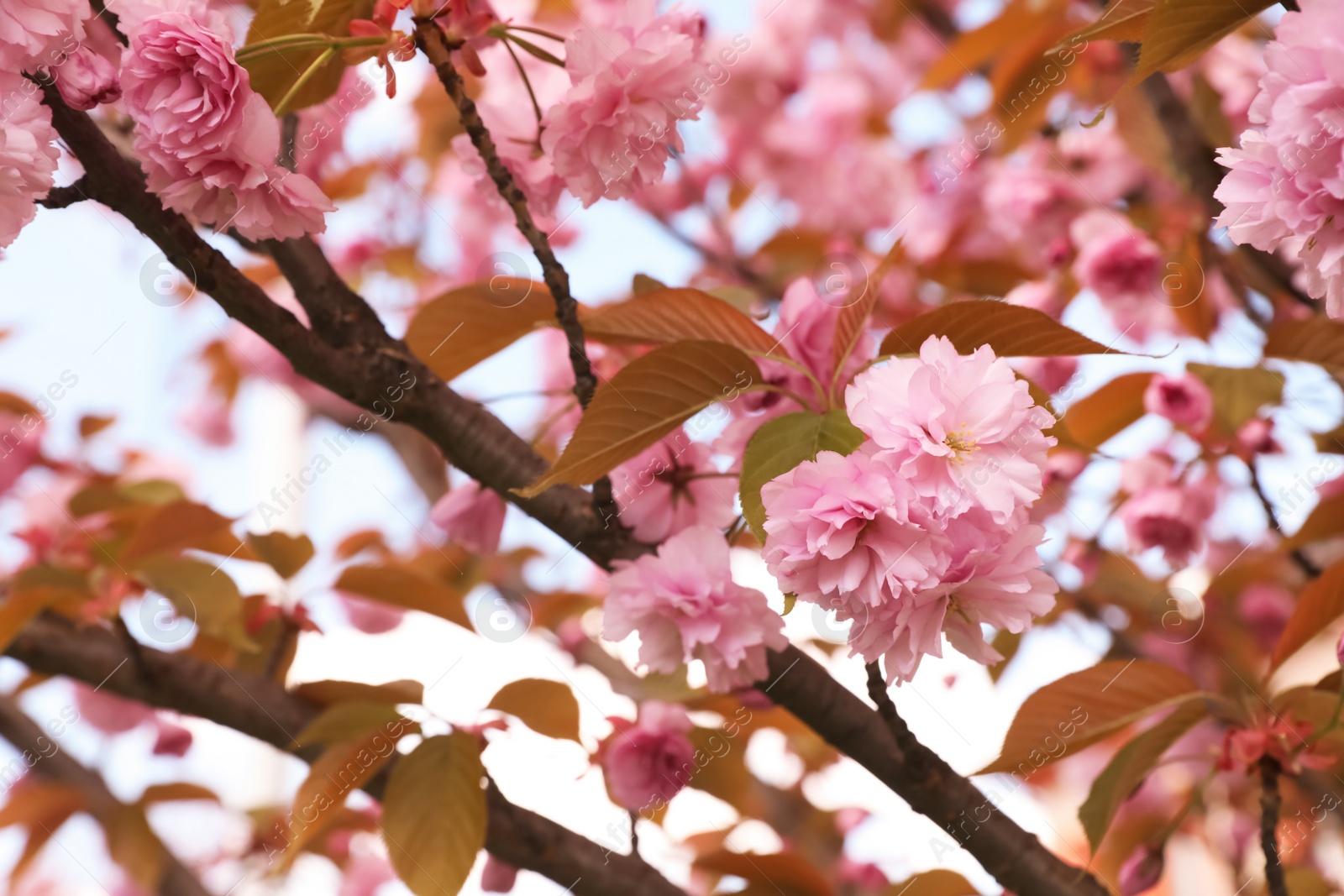 Photo of Beautiful blooming sakura outdoors on sunny spring day