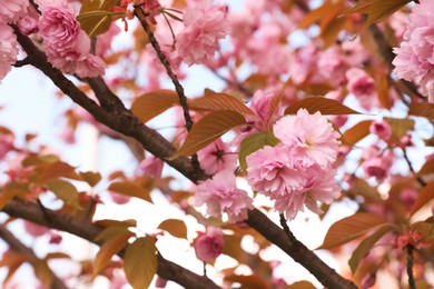 Photo of Beautiful blooming sakura outdoors on sunny spring day