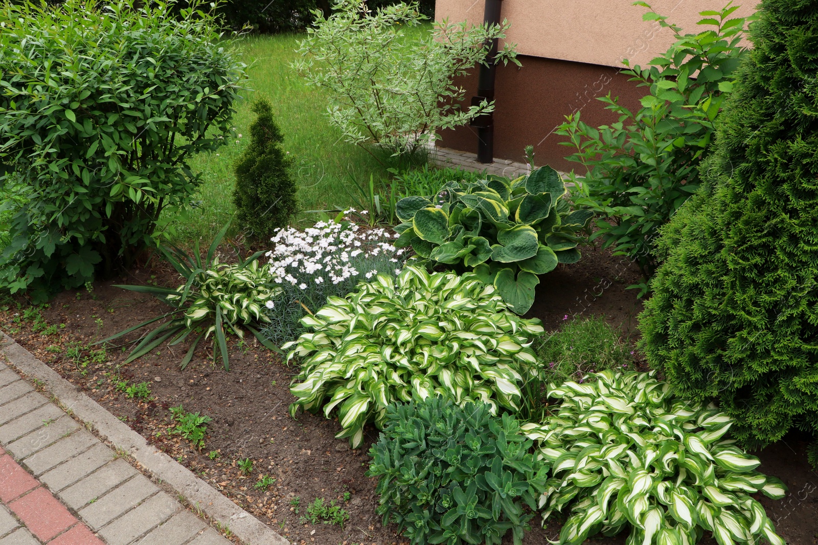 Photo of Beautiful flowerbed with different plants outdoors. Gardening and landscaping