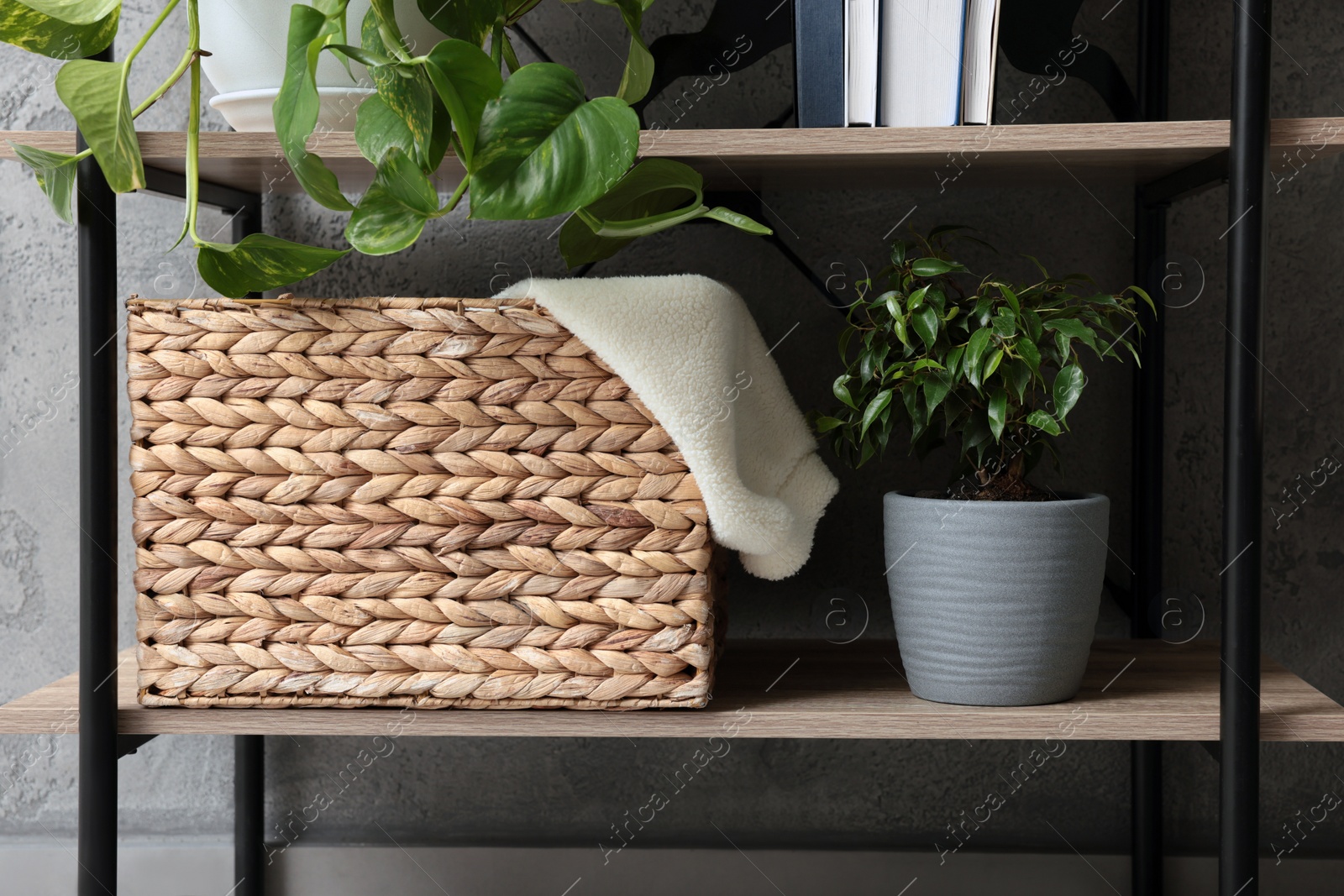 Photo of Shelving unit with beautiful house plants indoors. Home design idea