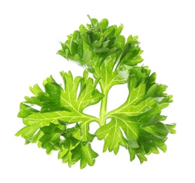 Fresh green curly parsley on white background