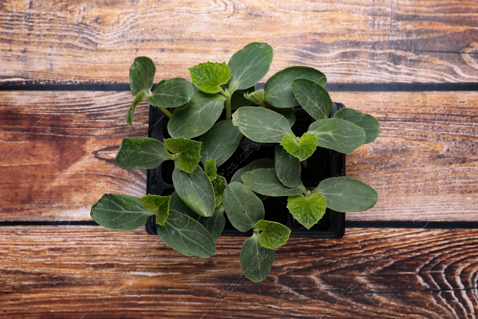 Photo of Seedlings growing in plastic container with soil on wooden background, top view. Gardening season