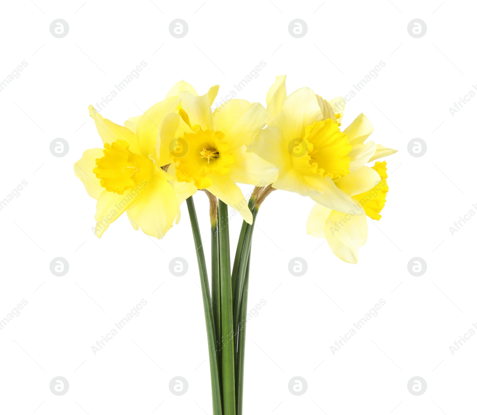 Photo of Bouquet of daffodils on white background. Fresh spring flowers