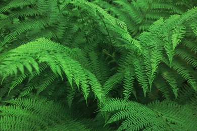 Photo of Beautiful fern with lush green leaves growing outdoors, closeup. Tropical plant