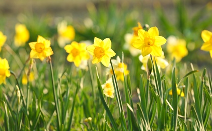 Field with fresh beautiful narcissus flowers on sunny day