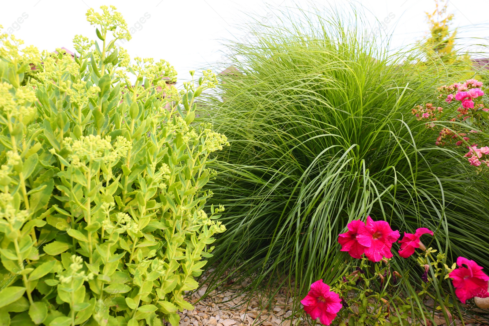 Photo of Different plants in green garden on summer day