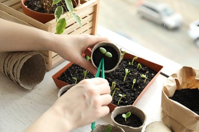 Photo of Woman taking care of seedling at table indoors, closeup