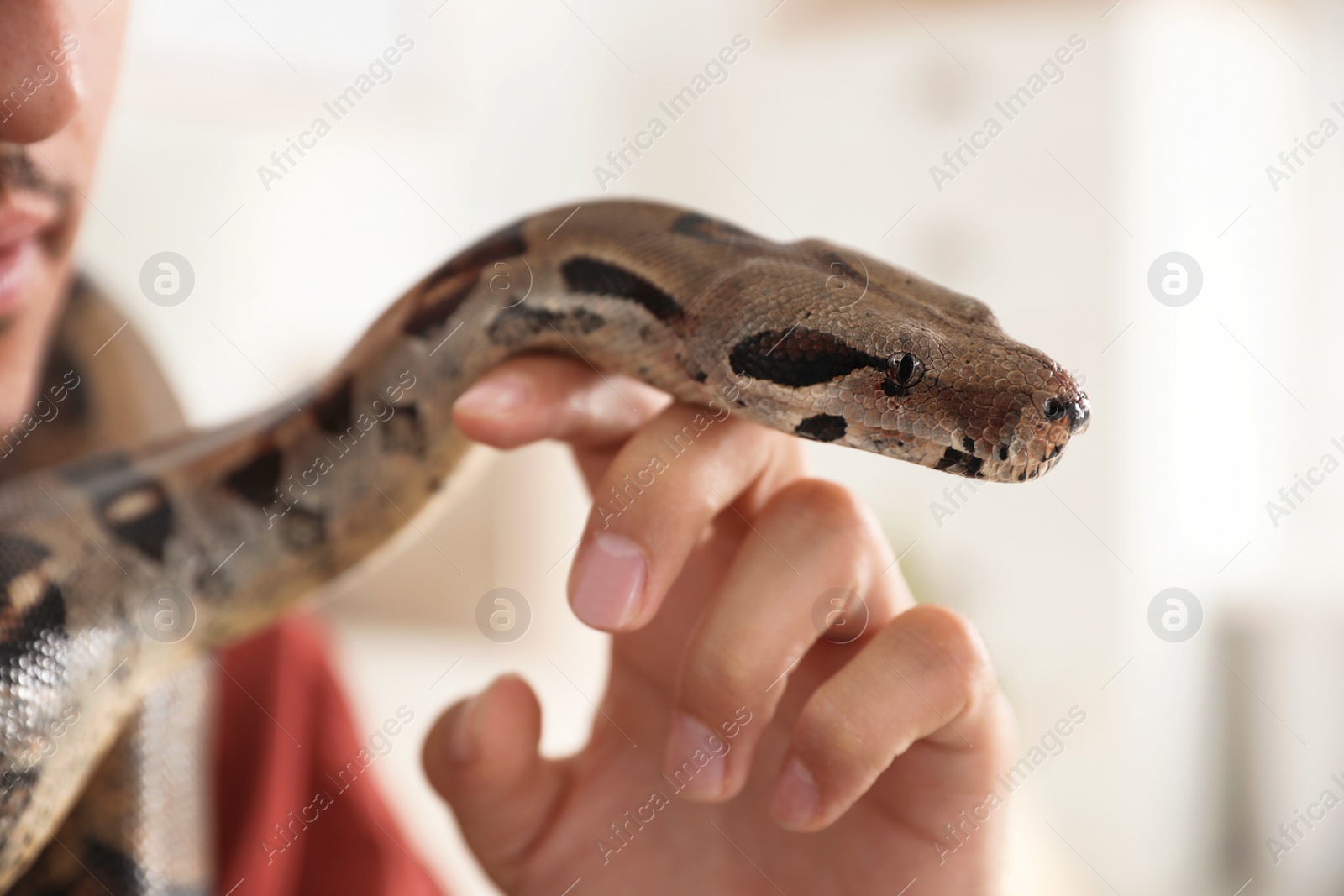 Photo of Man with his boa constrictor at home, closeup. Exotic pet