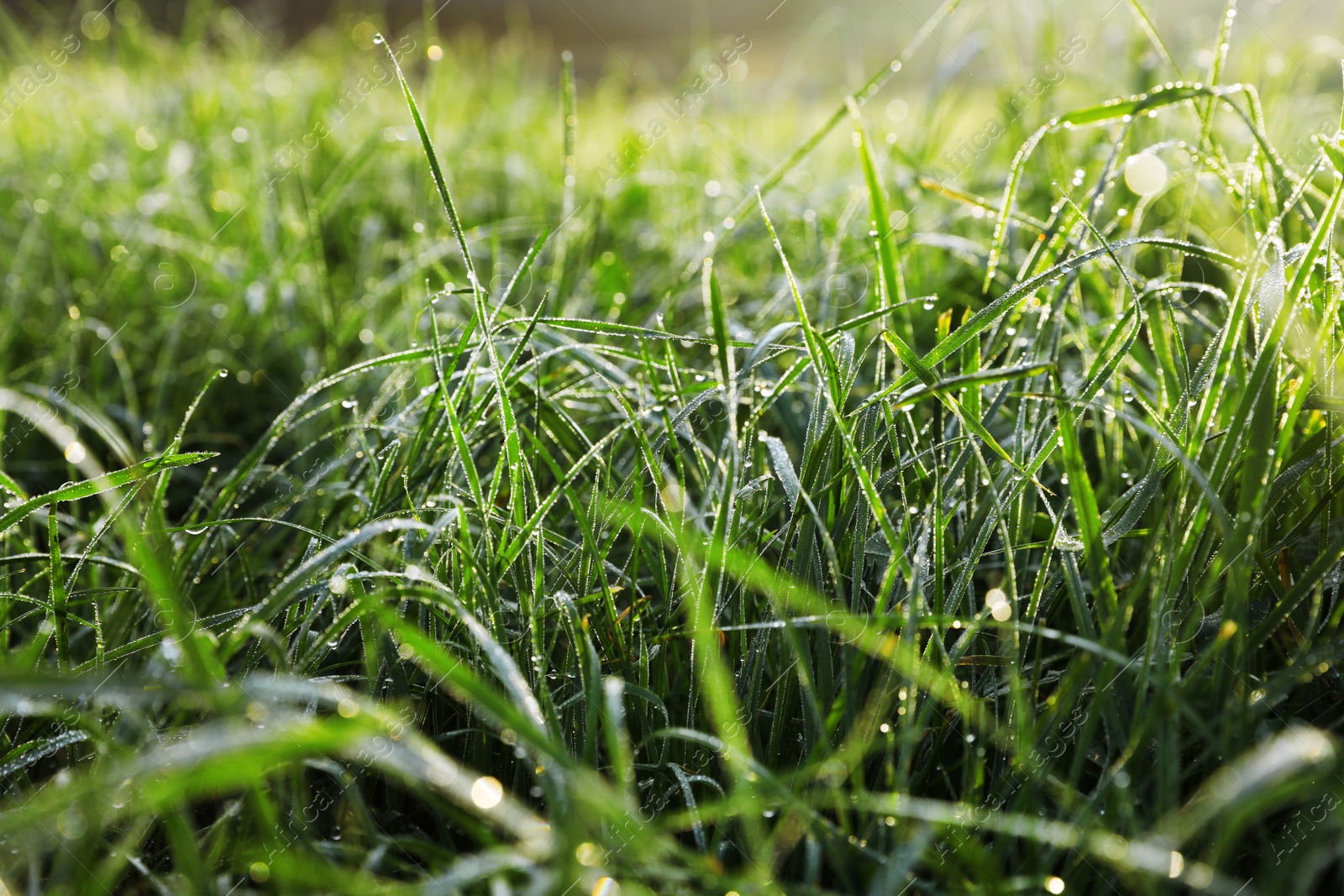 Photo of Dewy green grass on wild meadow, closeup view