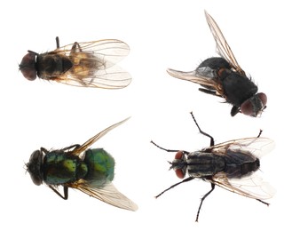 Image of Collage with different common flies on white background