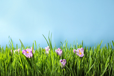 Photo of Fresh green grass and crocus flowers on light blue background, space for text. Spring season