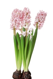 Photo of Beautiful spring hyacinth flowers isolated on white