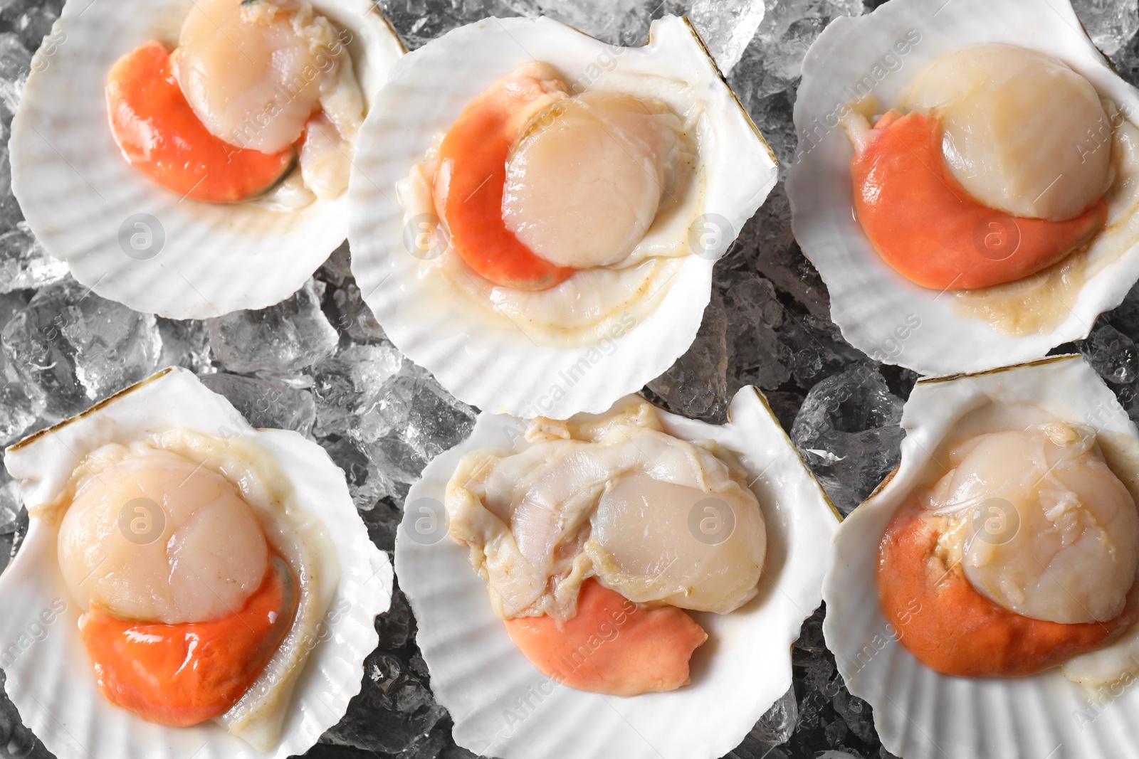 Photo of Fresh raw scallops with shells on ice cubes, flat lay