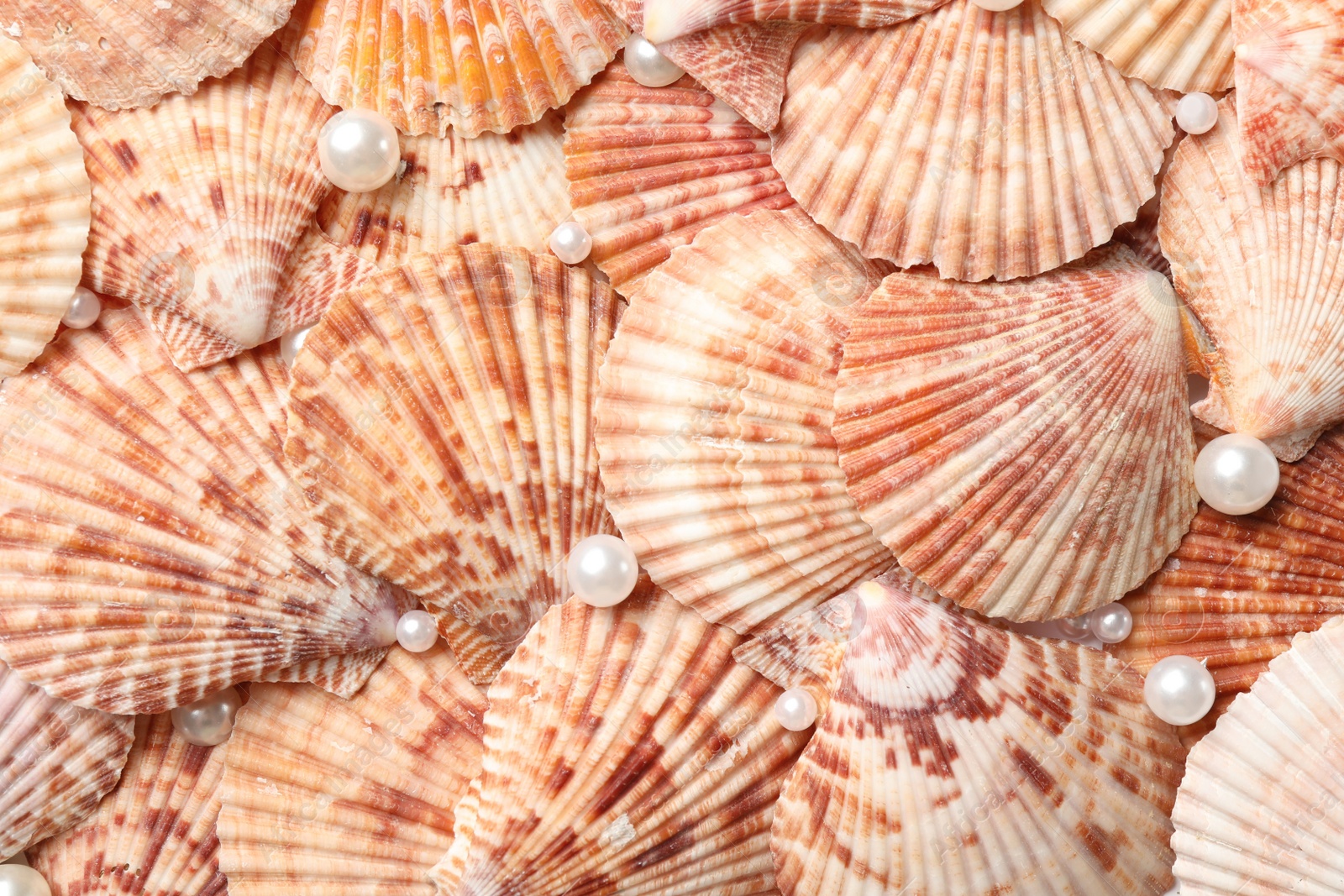 Photo of Beautiful pearls and seashells as background, closeup