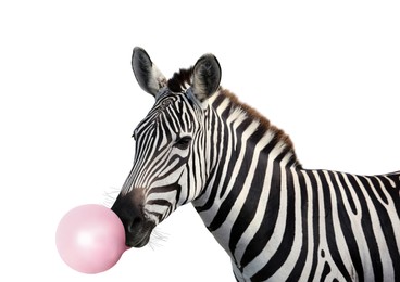 Image of Striped African zebra blowing bubble gum on white background