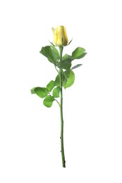 Beautiful fresh yellow rose isolated on white