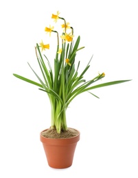 Beautiful potted narcissus flowers isolated on white