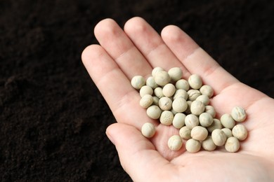 Woman holding pile of peas over soil, closeup. Vegetable seeds planting