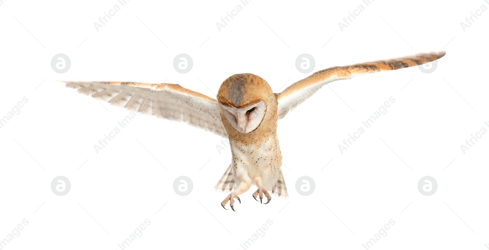 Photo of Beautiful common barn owl flying on white background