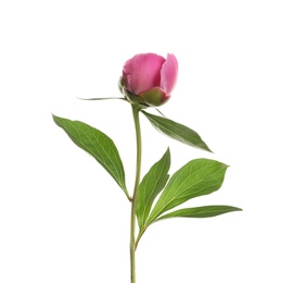 Photo of Bright peony on white background. Beautiful spring flower