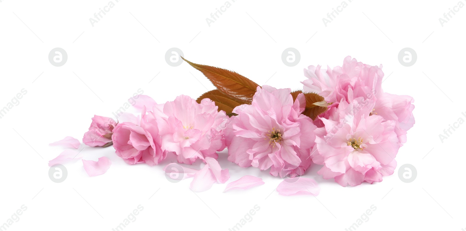 Photo of Beautiful pink sakura blossoms, leaves and petals isolated on white