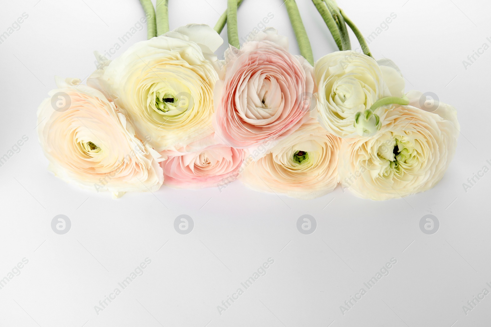 Photo of Beautiful spring ranunculus flowers on color background