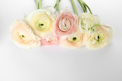 Beautiful spring ranunculus flowers on color background