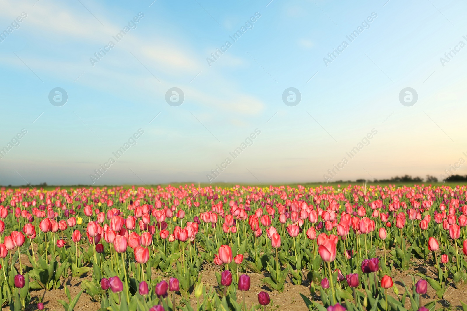 Photo of Field with fresh beautiful tulips. Blooming flowers