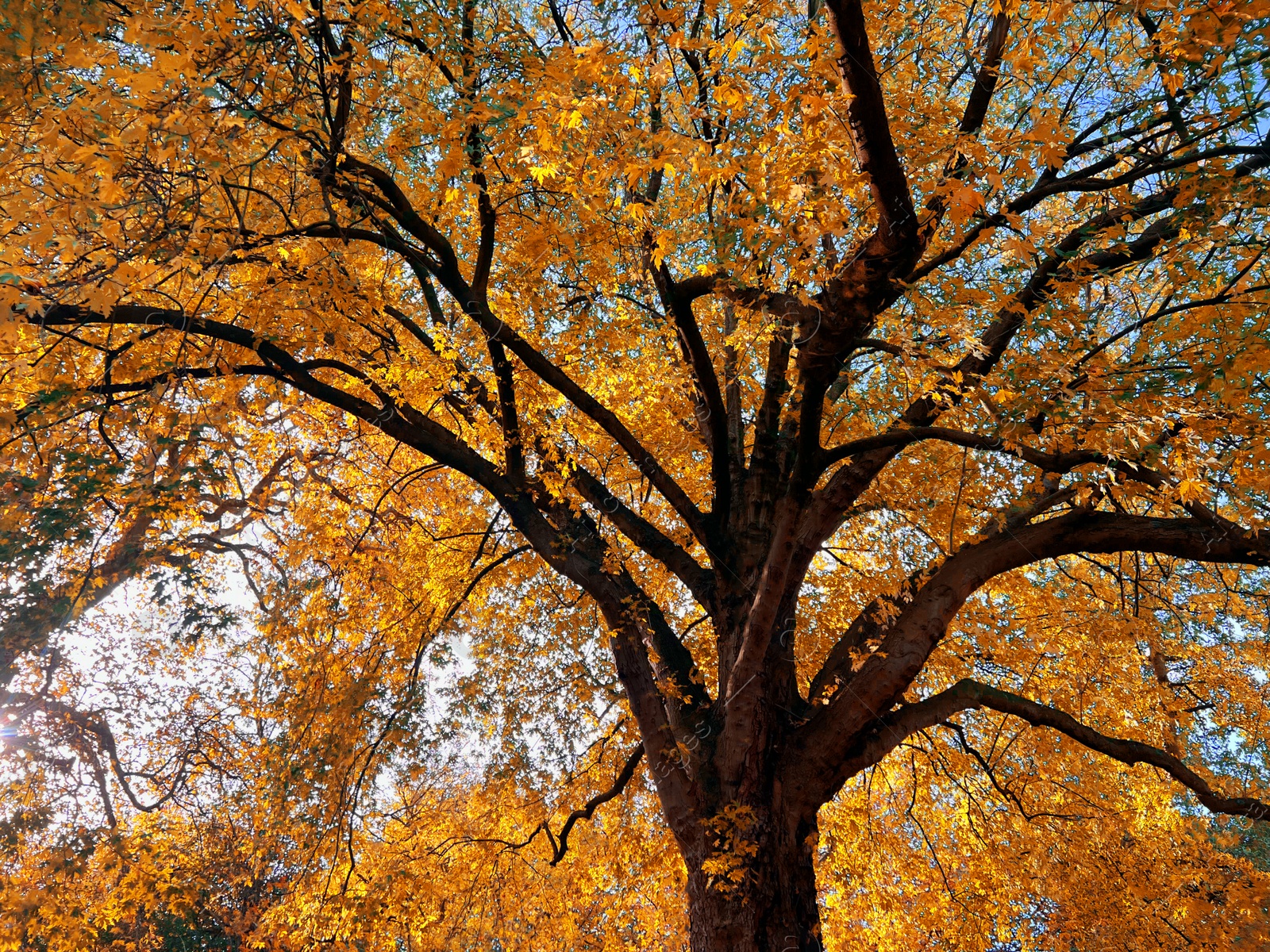 Photo of Beautiful view of trees in autumn park