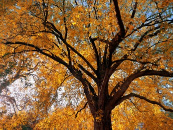 Beautiful view of trees in autumn park