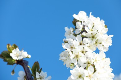 Branch of blossoming cherry plum tree against blue sky, closeup