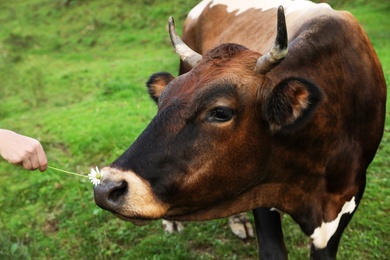 Photo of Woman feeding brown cow on green pasture, closeup