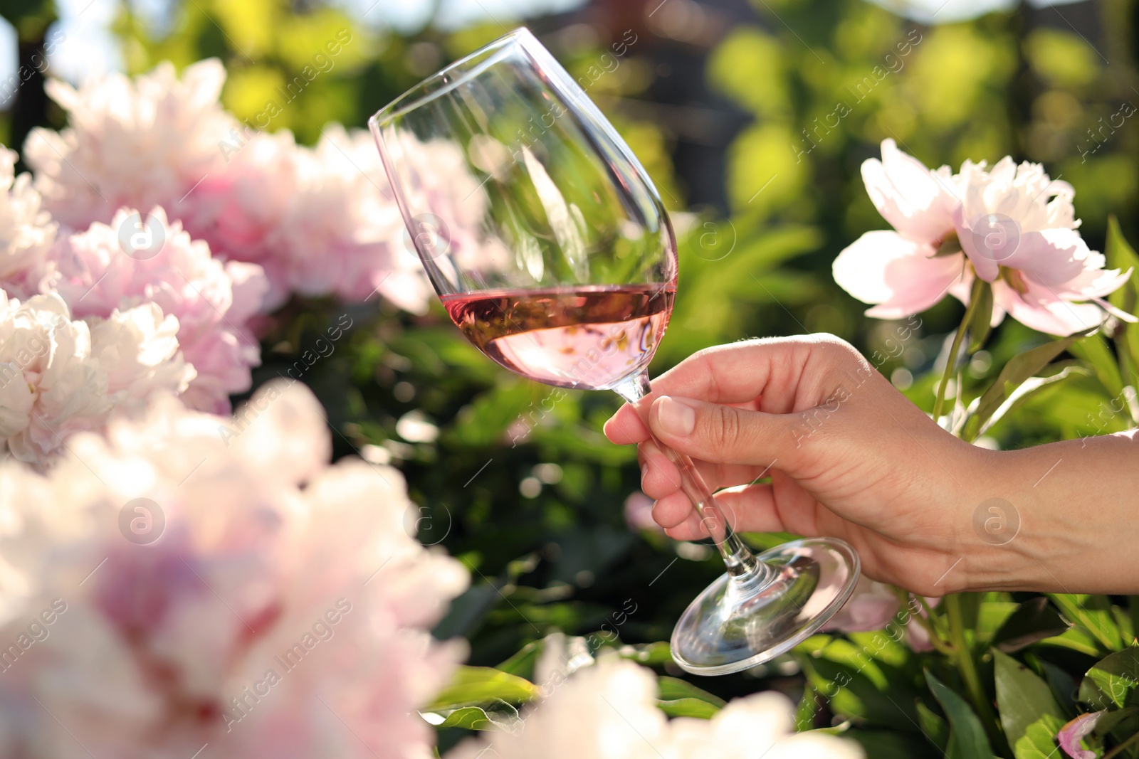 Photo of Woman with glass of rose wine in peony garden, closeup