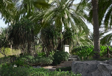 Beautiful landscape with tropical palms on sunny day