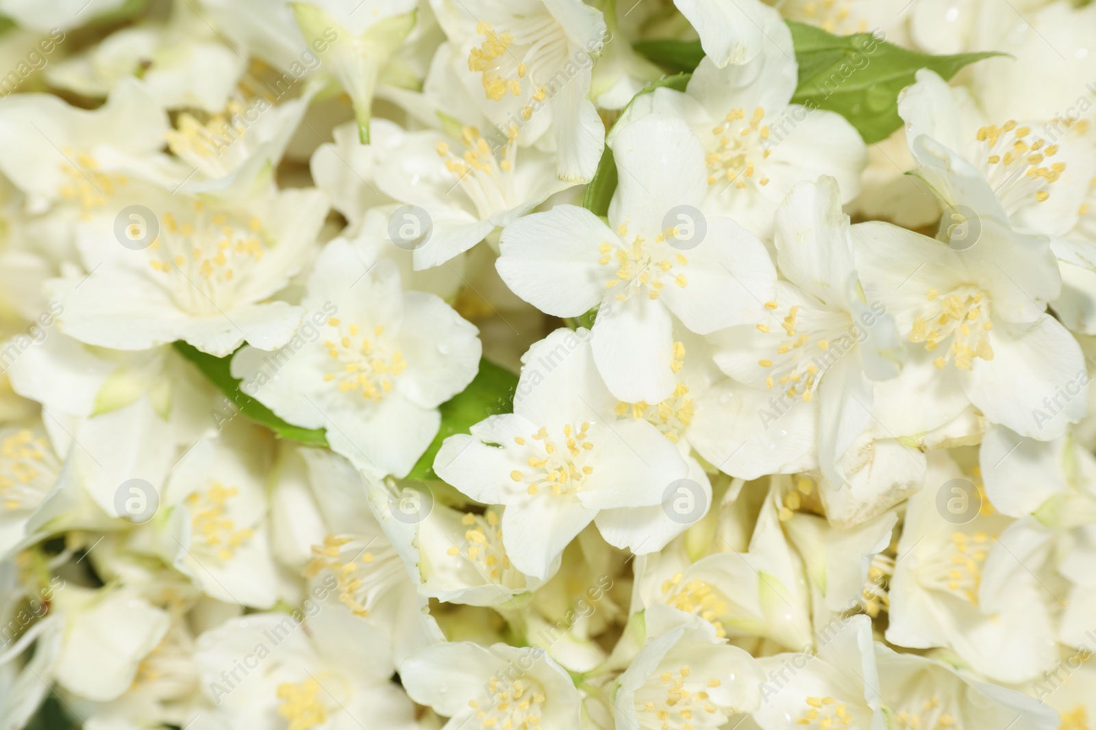 Photo of Beautiful jasmine flowers as background, top view