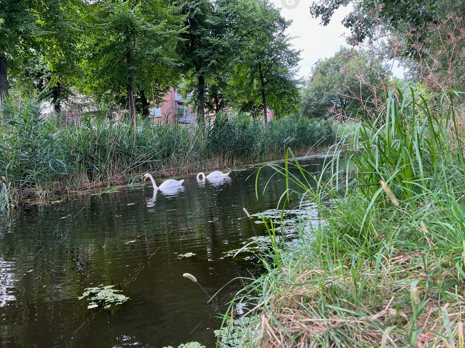 Photo of Beautiful white mute swans swimming in lake on sunny day