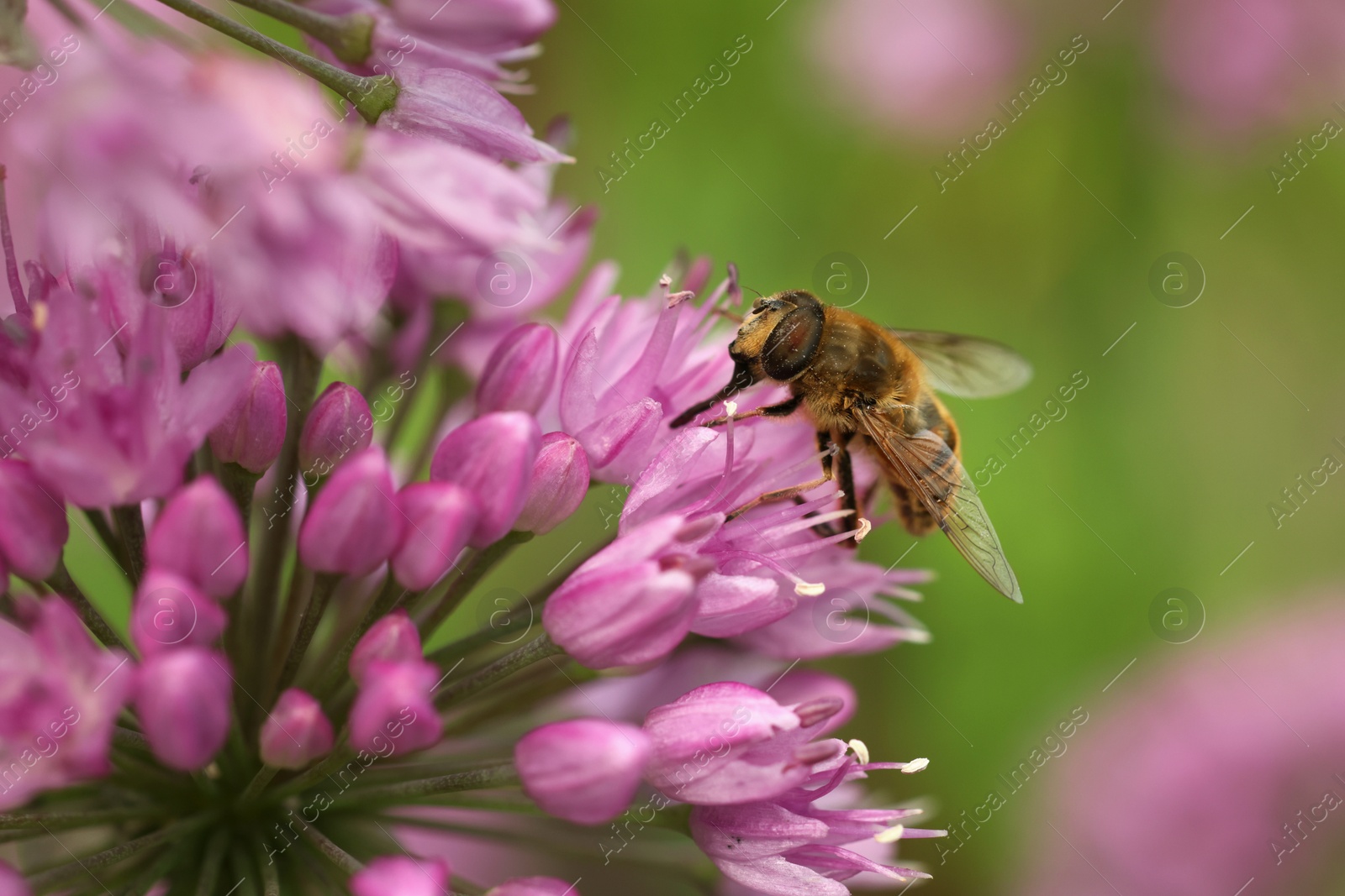 Photo of Honeybee collecting pollen from beautiful flower outdoors, closeup