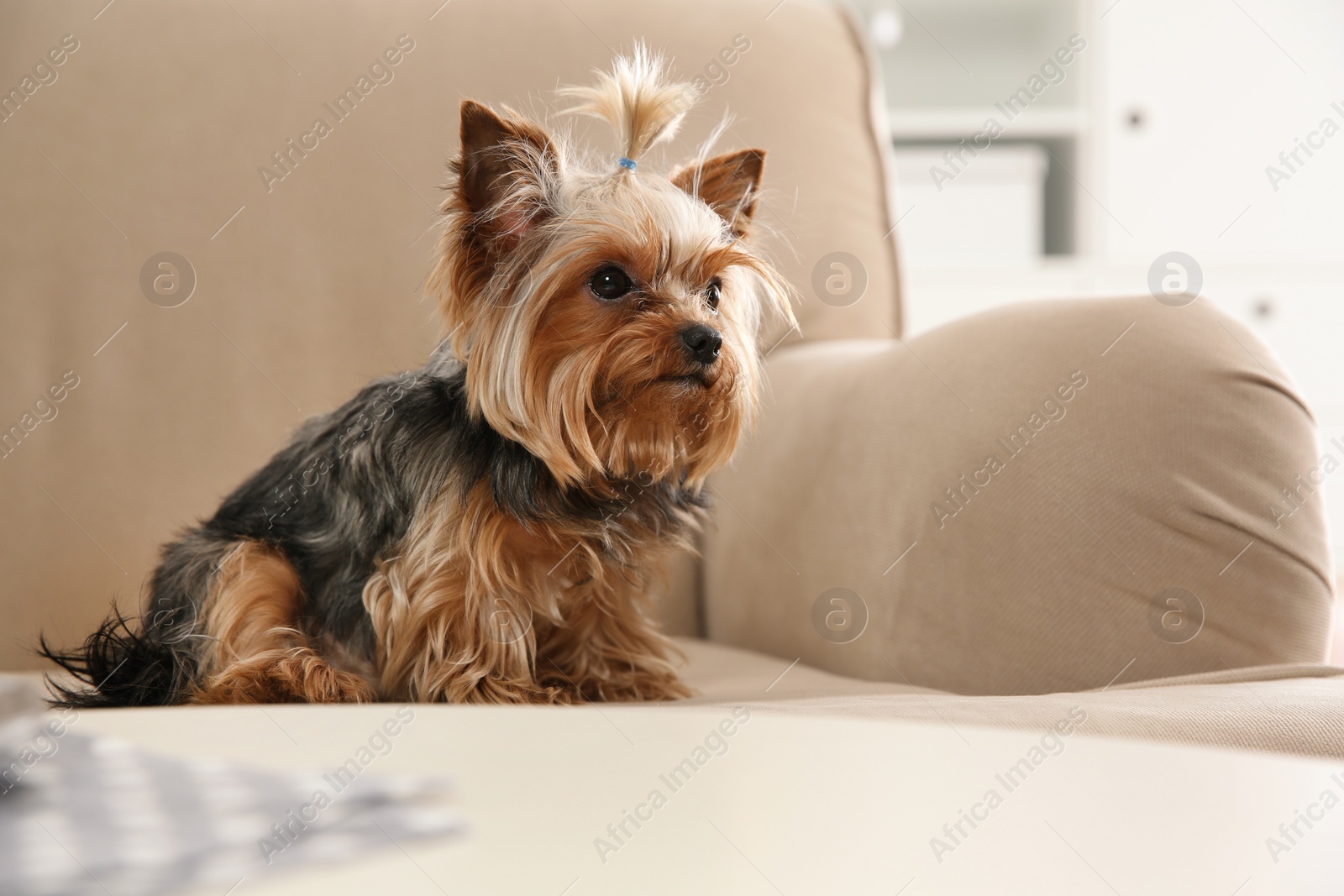 Photo of Yorkshire terrier on sofa indoors, space for text. Happy dog