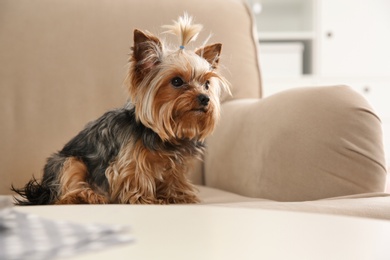 Photo of Yorkshire terrier on sofa indoors, space for text. Happy dog